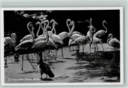 12096291 - Zoo Berlin Flamingos Foto AK - Otros & Sin Clasificación