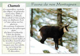 Animaux - Chamois - CPM - Voir Scans Recto-Verso - Otros & Sin Clasificación