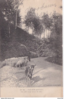 62) PAS EN ARTOIS - UN JOLI COIN SOUS LE BOIS - ANIMATION -  BERGER AVEC SES MOUTONS - ( 2 SCANS ) - Other & Unclassified