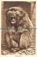 R163165 Baboon. F. W. Bond - Wereld