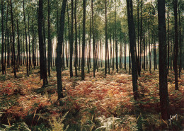 40 LES LANDES LA FORET  - Altri & Non Classificati